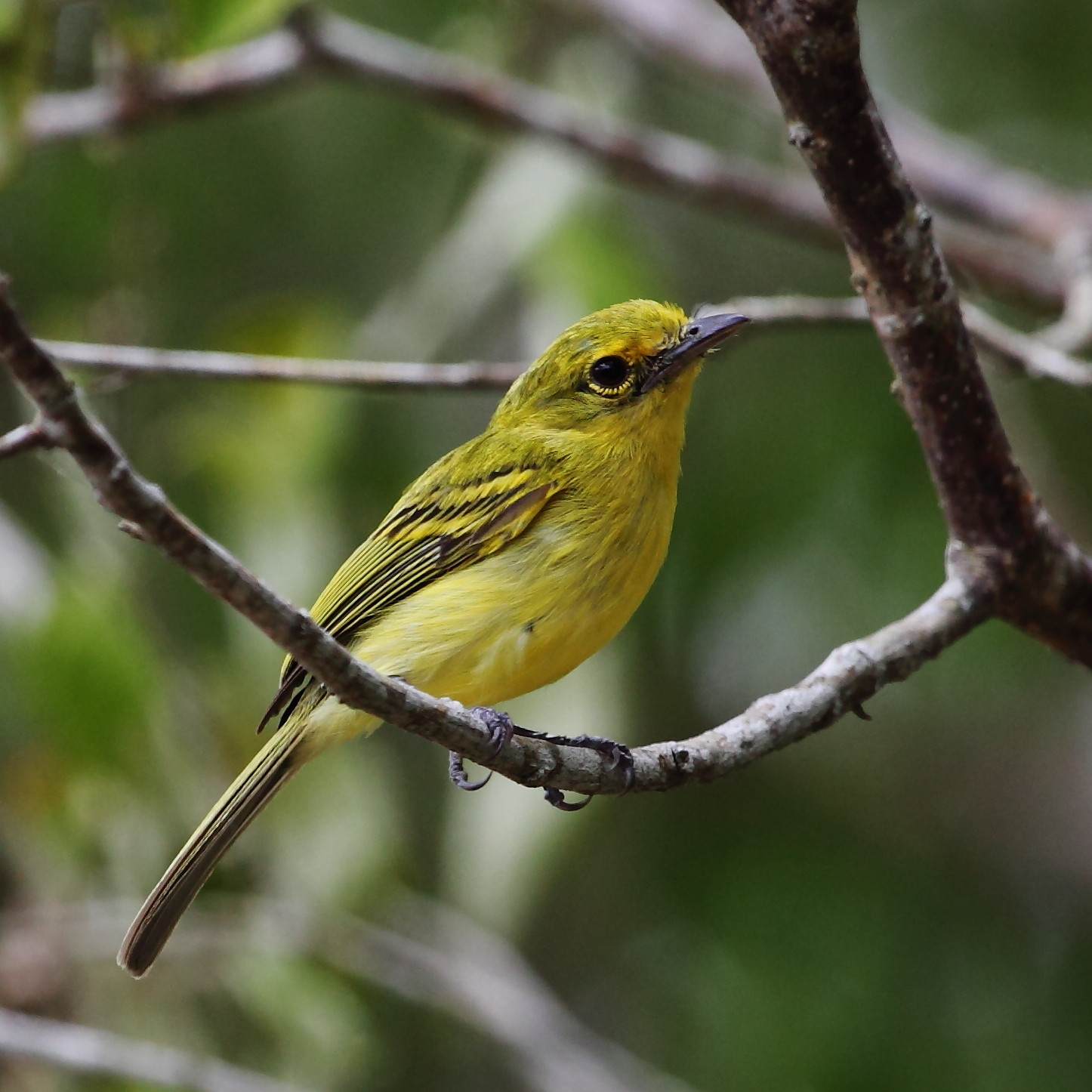 image Yellow-breasted Flycatcher